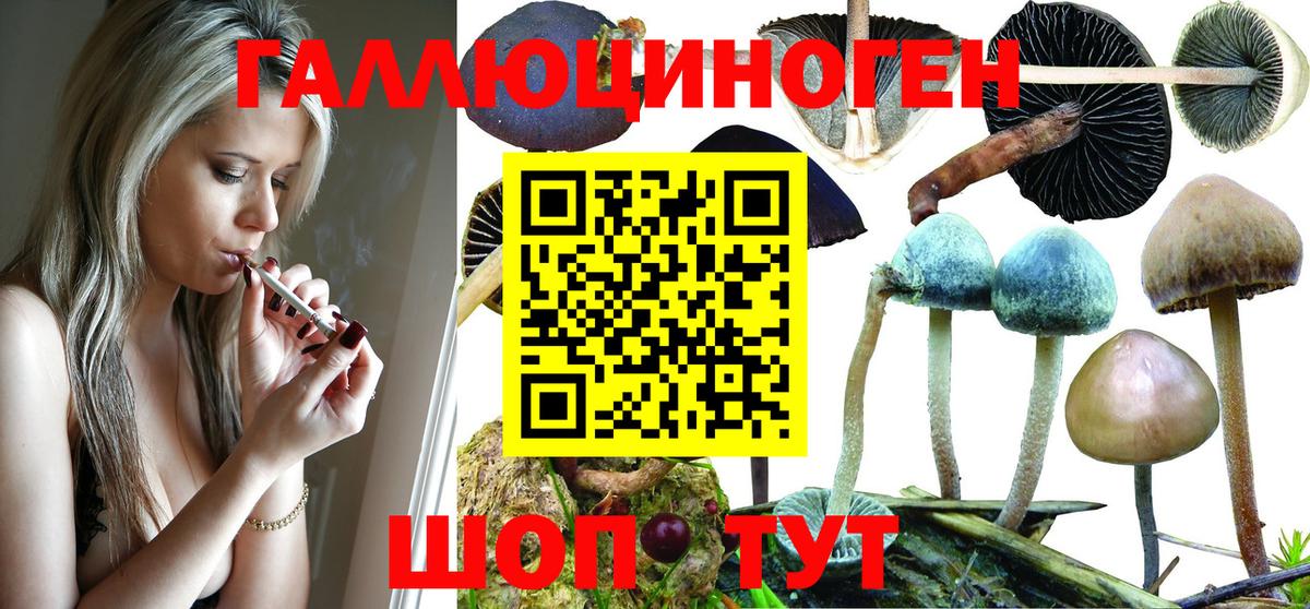 Галлюциногенные грибы Psilocybe Сосновый Бор